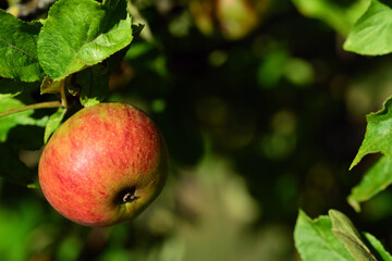 Close up of an apple framed with green leaves around a background in nature