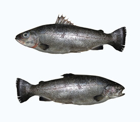 There are two trout fish. White background. Isolated.