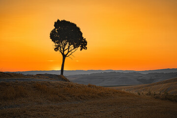 Beautiful view with the silhouette of a pine tree on the top of Tuscany hill in the morning at sunrise