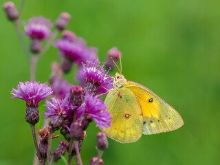 A yellow sulpher butterfly pollinating a purple wildflower with a green background in nature on a late summer day.  Insect wildlife, green and purple in nature.