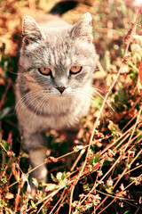 Naklejka na ściany i meble cat on the grass. Gray cat.