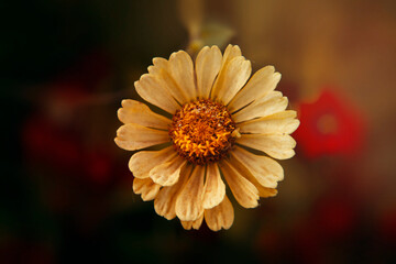 orange Gerber  flower on a yellow and black background