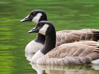 Two Canadian Geese Swimming Side by Side in a Lake.  Wildlife animals floating with brown feathers and white and black heads in nature.