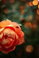 Orange rose. Ladybug on a petal rose.