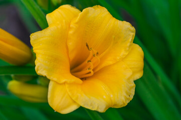 Yellow flower of the daylily cultivar Stella de Oro on a green background