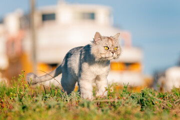 Curious playful grey groomed persian chinchilla purebred cat with big green eyes walking outside on the grass. Sunny summer day