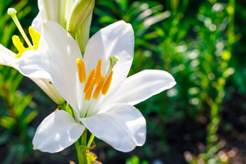 Obraz premium White flower Lily variety Candidum on a green background