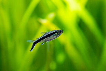 Penguin tetra (Thayeria boehlkei ) isolated in a fish tank with blurred background