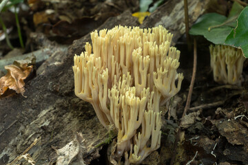 Coral fungus or Artomyces pyxidatus growing on a fallen tree in woodland in October. 
