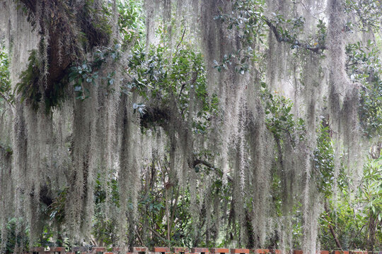 Spanish moss hanging from a tree outdoors