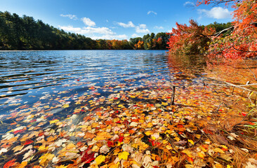 Beautiful New England Fall Foliage with water reflections on a sunny day, Boston Massachusetts.