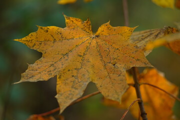 Orange maple leaf on a tree in the autumn forest