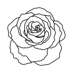 Vector illustration of rose bud. Hand drawn botanical element, isolated on white background
