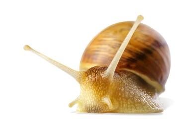 Snail.