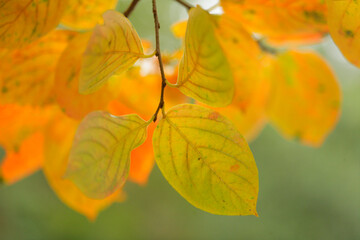 桜の葉の紅葉