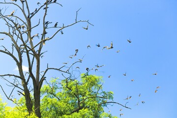 Bird.