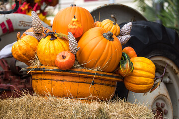 pumpkins and gourds decor - Fall - Harvest season