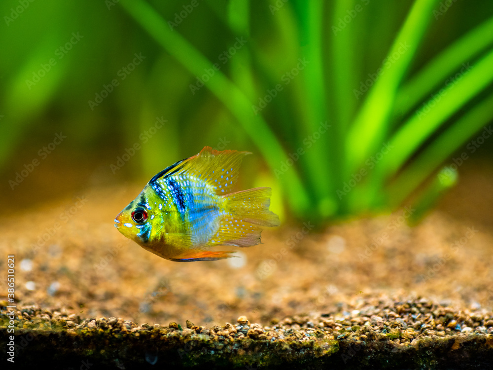 Poster blue balloon ram (microgeophagus ramirezi) in a fish tank with blurred background - Posters