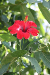 Hibiscus flowers in close-up. Blossom hibiscus tree.