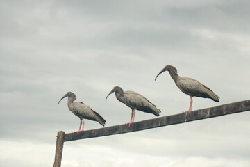 Three birds about to fly