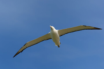 Diomedea sanfordi - Northern Royal Albatross big white bird flying above the blue sea and hunting fish and food in New Zealand near Otago peninsula, South Island