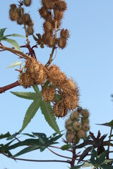 Rambutan fruit growing on tree - Nephelium lappaceum