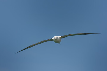 Fototapeta na wymiar Diomedea sanfordi - Northern Royal Albatross big white bird flying above the blue sea and hunting fish and food in New Zealand near Otago peninsula, South Island