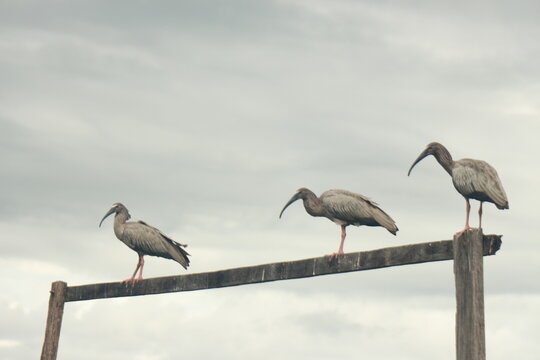 Three Birds About To Fly