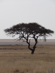 a tree in the savannah