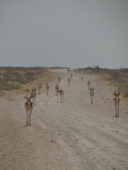 Fototapeta na wymiar a herd of antelopes on a street