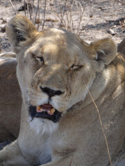 portrait of a lioness