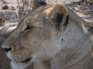 portrait of a lioness