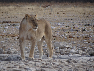 photo of a lioness