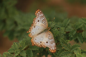 Speckled butterfly perched on green leaves