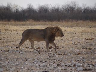 photo of a lion