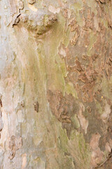 Bark of a tree. tree texture, natural background