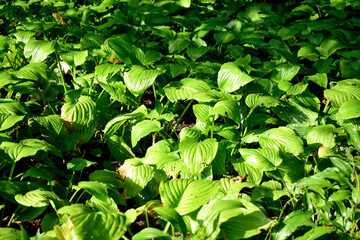 bushes, large green leaves, as a texture for the background