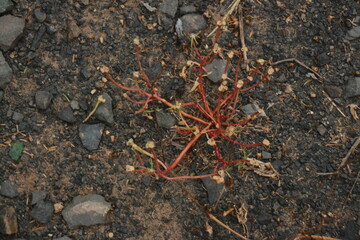 Dead leaves on stony ground