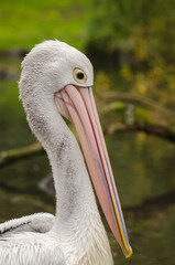 portrait of a pelican