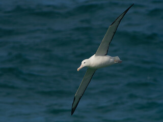 Diomedea sanfordi - Northern Royal Albatross big white bird flying above the blue sea and hunting fish and food in New Zealand near Otago peninsula, South Island