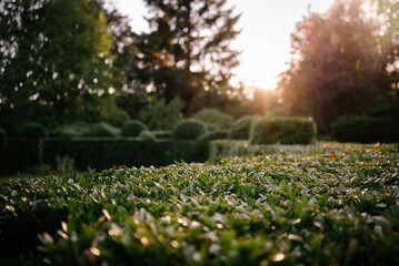 alley with trimmed box trees in the rays of the setting sun 2