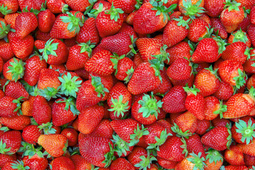 lots of strawberries and red ripe berries