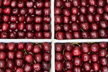 cherry ripe sweet viburnum cherry background