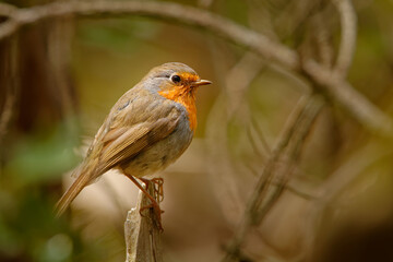 European Robin - Erithacus rubecula on the branch with lichen during autumn. Small songbird with red breast and brown and green background