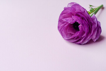 Beautiful purple ranunculus flowers on pink background. Copy space..