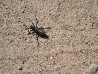 black beetle on his back in the sonoran desert
