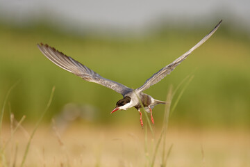 Whiskered Tern (Chlidonias hybrida) white and black bird captured in flight, a tern in the family Laridae, water hunter or fisher