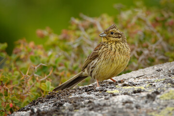 Cirl Bunting - Emberiza cirlus yellow passerine bird in the bunting family Emberizidae, breeds across southern Europe, on the Mediterranean islands and in north Africa