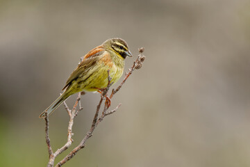 Cirl Bunting - Emberiza cirlus yellow passerine bird in the bunting family Emberizidae, breeds across southern Europe, on the Mediterranean islands and in north Africa