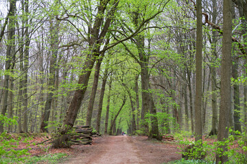 A forest track in spring. Sachsenwald Germany.
